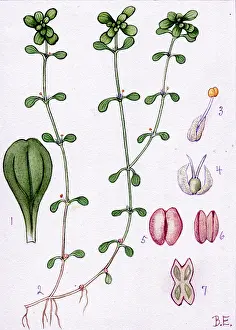 Starwort: Callitriche stagnalis