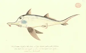 Watling: Callorhinchus milii, elephant fish