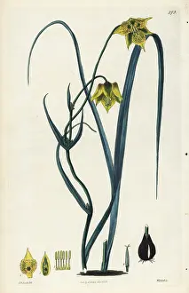 Barbatus: Calochortus barbatus