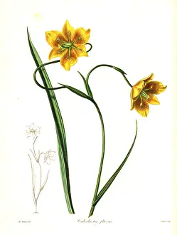 Flavus: Calochortus barbatus lily