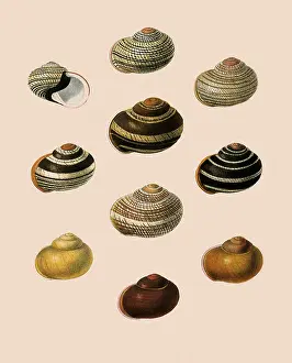 Refined: Calocochlia Shells