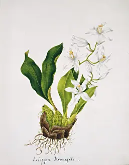 Ovata: Calogyne corrugata