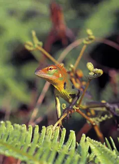 Agama: Calotes calotes, agamid lizard