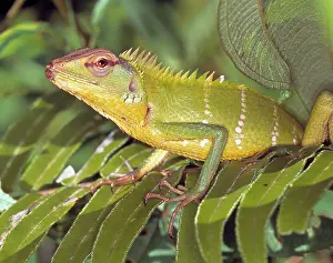 Agama: Calotes calotes, agamid lizard