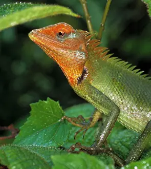 Iguania: Calotes calotes, agamid lizard