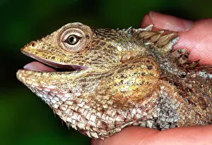 Changeable: Calotes versicolor, agamid lizard
