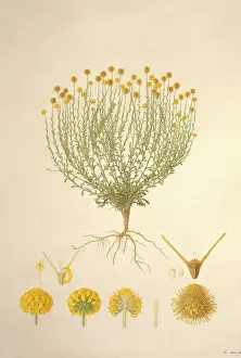 Asterales: Calotis lappulacea, bur daisy