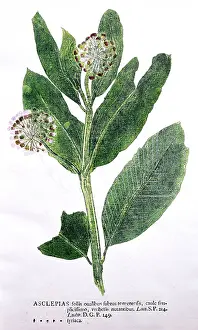 Leafs: Calotropis Gigantea