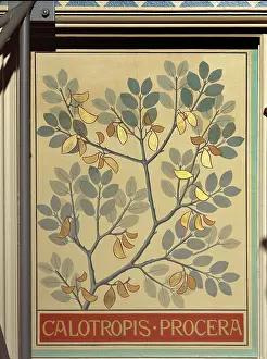 Galliformes: Calotropis procera, rubber bush