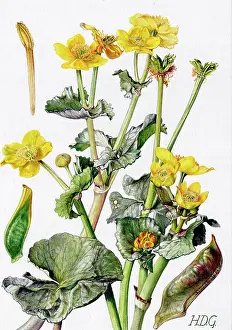 Buttercup: Caltha Palustris