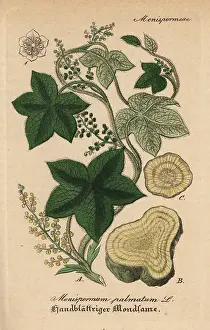 Artus: Calumba, Jateorhiza palmata