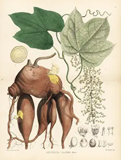 Hanhart: Calumba, Jateorhiza palmata