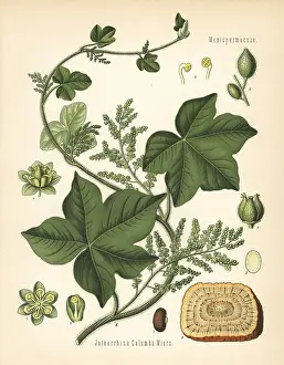 Palmata: Calumba, Jateorhiza palmata