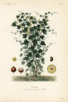 Tuber: Calumba tree, Jateorhiza columba