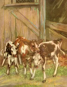 Calves: Calves in Barn
