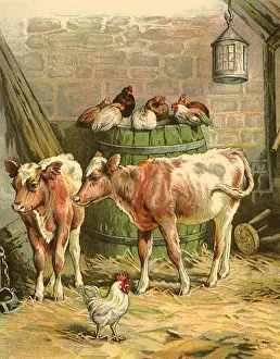 Calves: Calves and Chickens