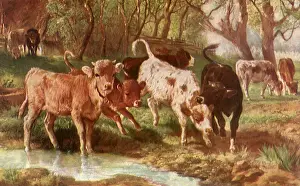 Calves: Calves Drinking