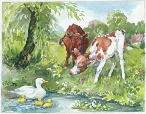 Calves: Two calves looking at duck and three ducklings