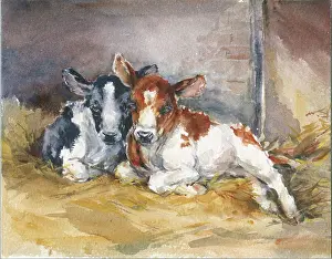 Calves: Two calves lying down in a stable