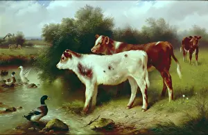 Calves: Calves by a River
