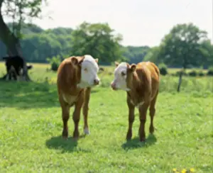 Lynch: Two calves standing in a field