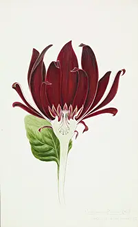 Magnoliid: Calycanthus floridus, Eastern sweetshrub