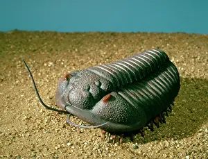 Silurian: Calymene blumenbachii, trilobite model