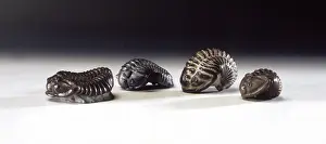 Curled: Calymene blumenbachii, trilobites