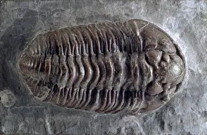 Silurian: Calymene, trilobite