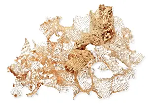 Silica: Calyptrella tenuissima