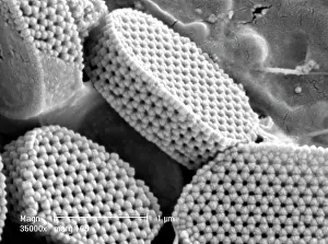 Coccolith: Calyptrolithophora papillifera, holococcolith