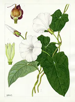 Bentham: Calystegia sepium - hedge bindweed