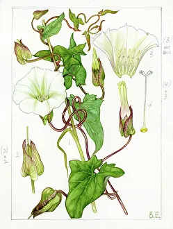 Calyx: Calystegia silvatica - large bindweed