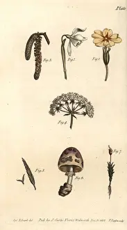 Hemlock: Calyx examples: primrose, snowdrop, hazel