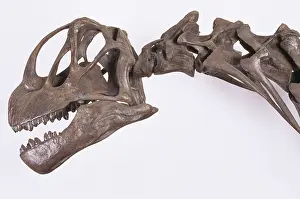 Sauropoda: Camarasaurus