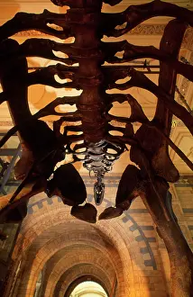 Sauropoda: Camarasaurus