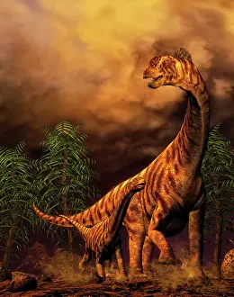 Camarasaurus: Camarasaurus adult and offspring
