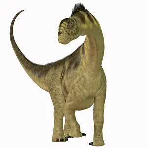 Camarasaurus: Camarasaurus dinosaur