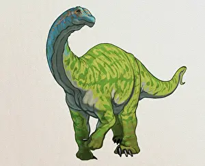 Camarasaurus: Camarasaurus dinosaur
