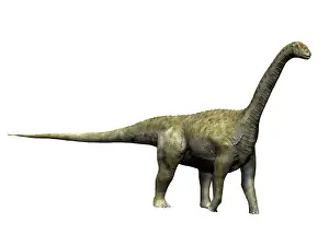 Camarasaurus: Camarasaurus dinosaur
