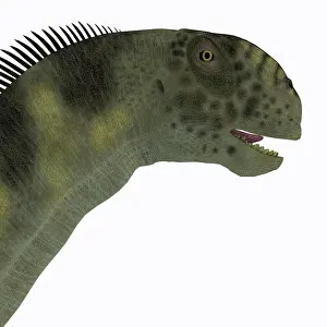 Camarasaurus: Camarasaurus dinosaur head