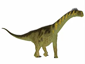 Camarasaurus: Camarasaurus dinosaur, side profile