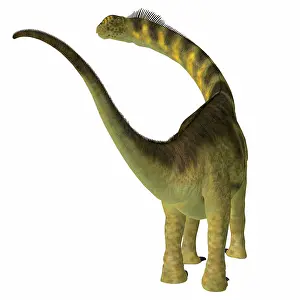 Camarasaurus: Camarasaurus dinosaur, rear view