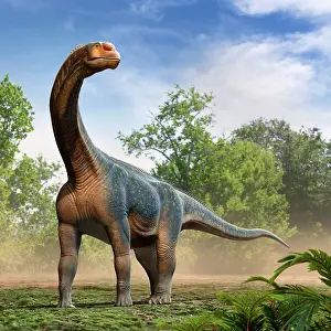 Roaming: Camarasaurus dinosaur roaming in the forest