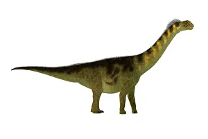 Colorado: Camarasaurus dinosaur, side view on white background