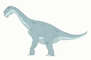 Camarasaurus: Camarasaurus pencil drawing with digital color