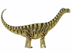 Camarasaurus: Camarasaurus was a sauropod dinosaur that lived during the ?