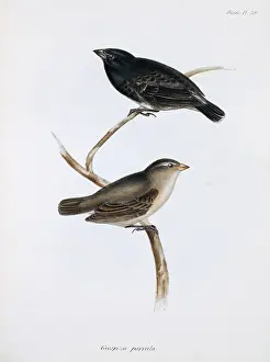 Galapagos: Camarhynchus parvulus, small tree finch
