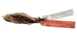 Thraupidae: Camarhynchus prosthemelas