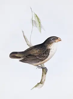 Galapagos: Camarhynchus psittacula, large tree finch